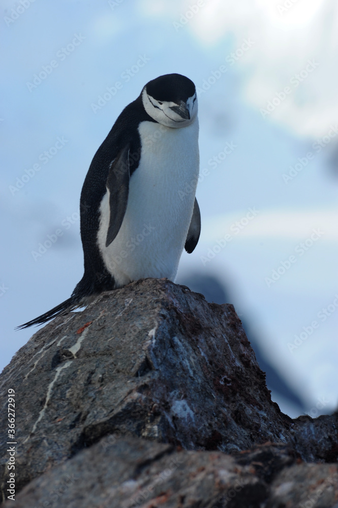 Fototapeta premium Chinstrap penguin