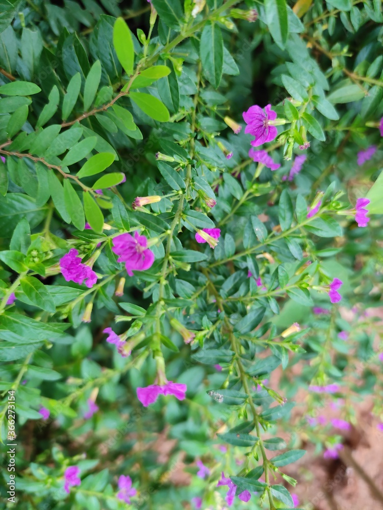 Fototapeta premium pink flowers in the garden