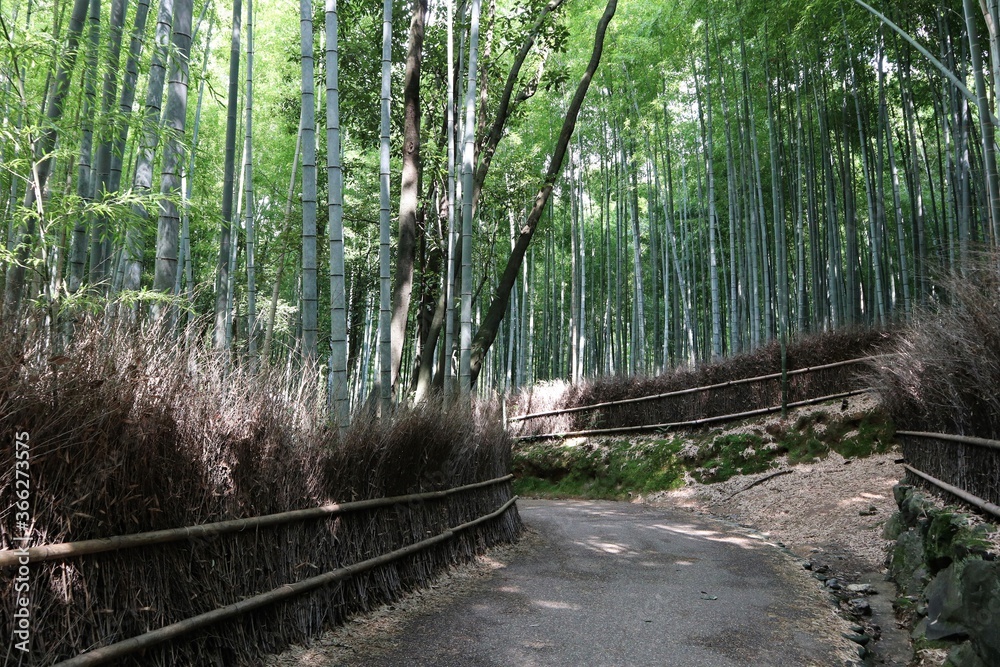 Fototapeta premium 嵐山 竹林の小径