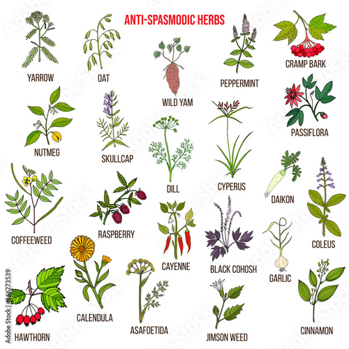 Best antispasmodic herbs collection. Part 2