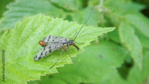 A winged insect with the long anthlers on the leaves photo