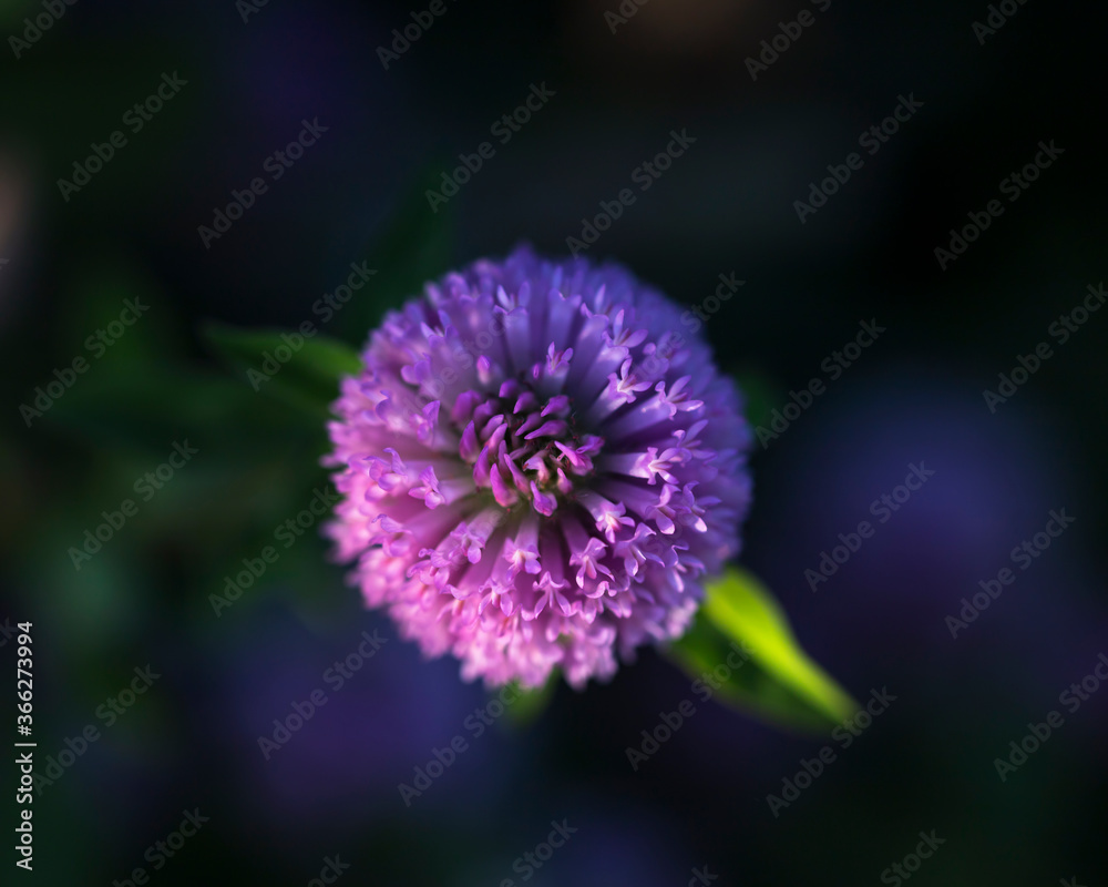 Purple flower ball green leaf dark background Purple flower ball green leaf dark background