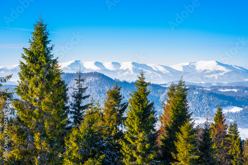 Spruce winter forest overlooking the mountains
