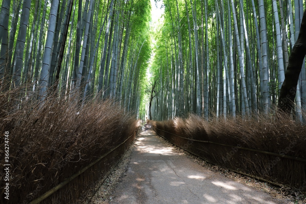 Fototapeta 嵐山 竹林の小径