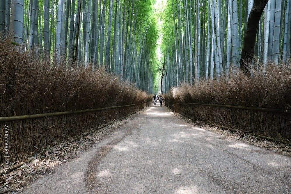Fototapeta premium 嵐山 竹林の小径
