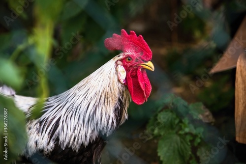 Canvas Print White - black cockerel with red head.