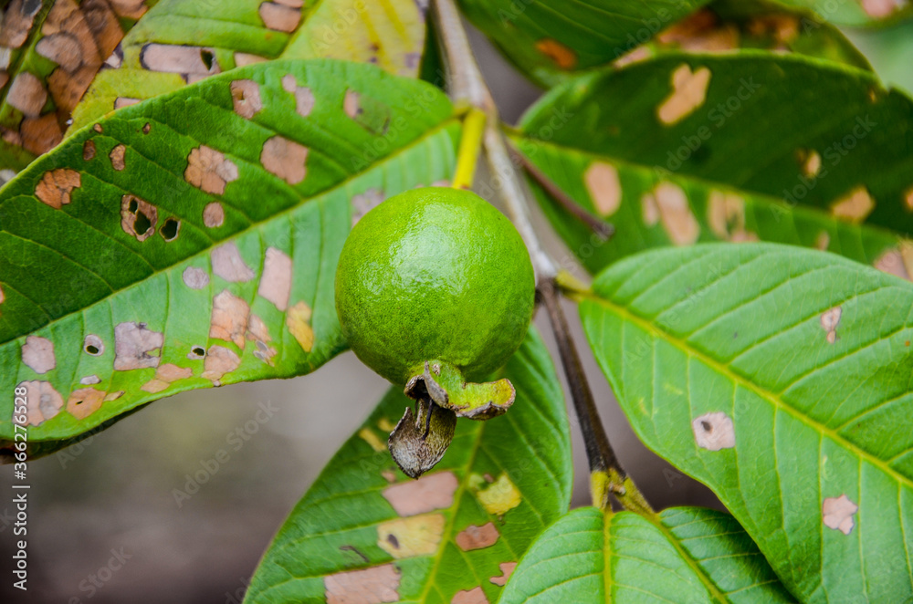 Pink Guava, one of higher content vitamin C. Pink Guava, one of higher content vitamin C.