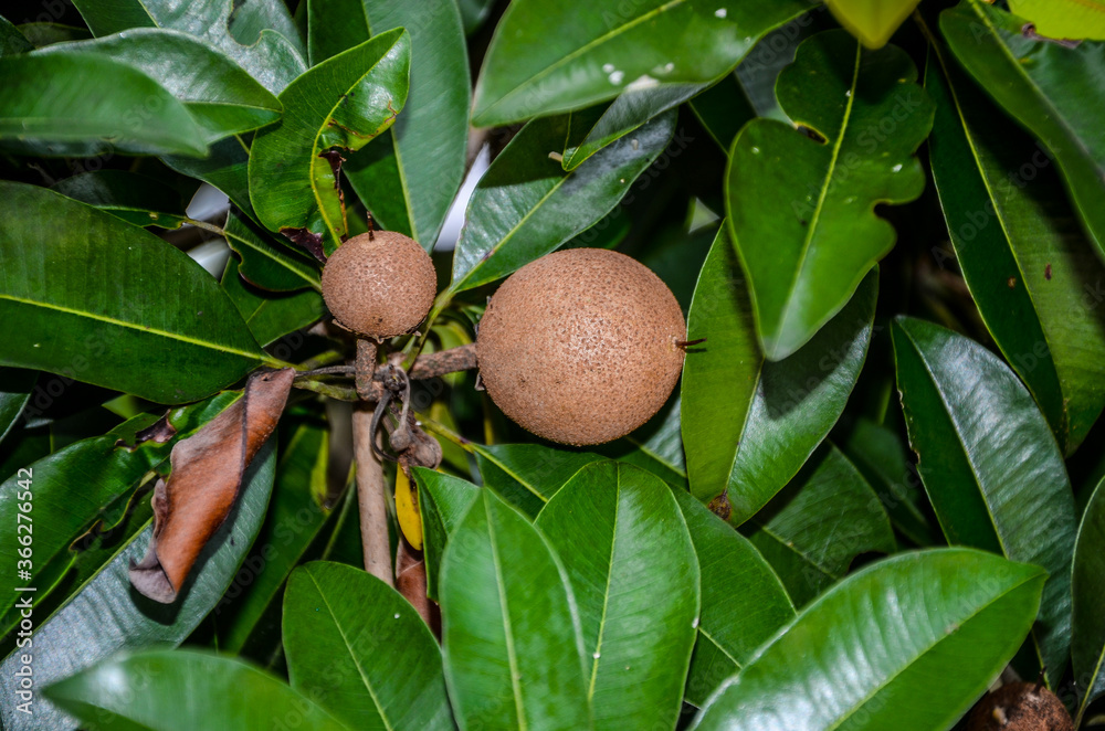 Fototapeta premium Manilkara zapota, commonly known as sapodilla, sapota, chikoo, naseberry, or nispero is a long-lived, evergreen tree native to southern Mexico, Central America and the Caribbean.