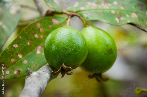 Wallpaper Mural Pink Guava, one of higher content vitamin C. Torontodigital.ca