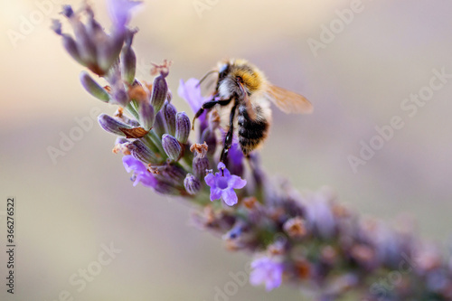 Bubmblebee on lavender. © slunicko24