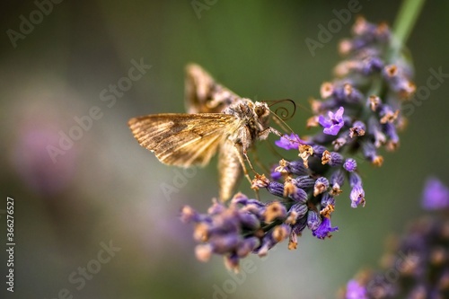 Photography Owlet moth butterfly feeds nectar of lavender