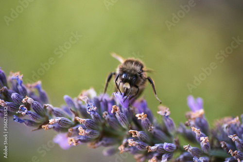 Bumblebee gathering nectar © slunicko24
