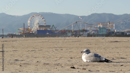 Sea gulls on sunny sandy california beach, classic ferris wheel in amusement park on pier in Santa Monica pacific ocean resort. Summertime iconic view, symbol of Los Angeles, CA USA. Travel concept