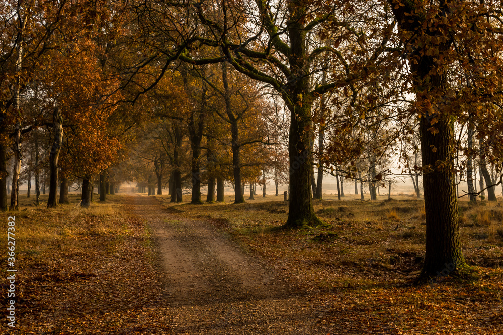 Sand road in fall season during sunset in the veluwe