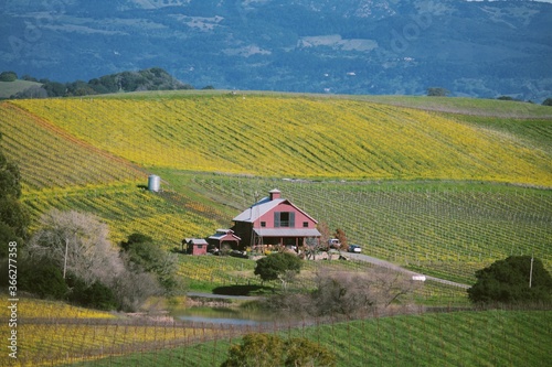 rural landscape with vineyard and house