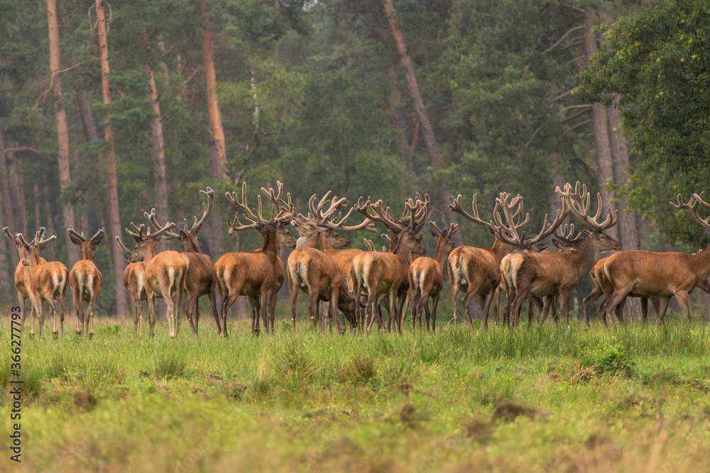 Group of red deers stading on a grass field. Red deers at the Hoge Veluwe Group of red deers stading on a grass field. Red deers at the Hoge Veluwe