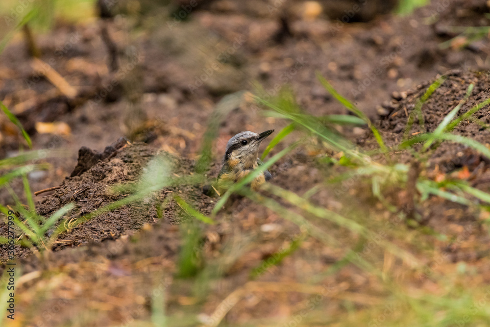 Eurasian nuthatch (Sitta europaea) foraging on the ground Eurasian nuthatch (Sitta europaea) foraging on the ground