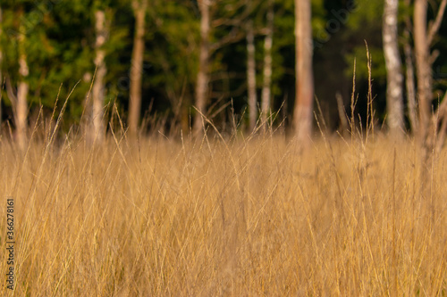 Grass field at the veluwe. 