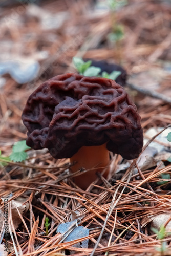 Wrinkled morel mushroom in moss in the forest