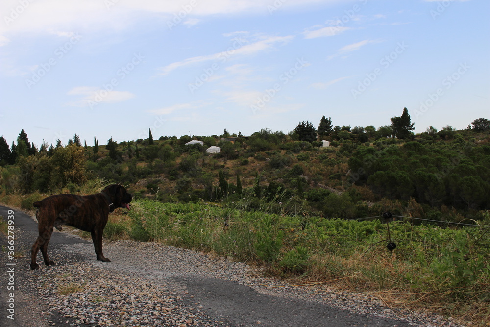 Fototapeta premium salon de jardin en terrasse en été
