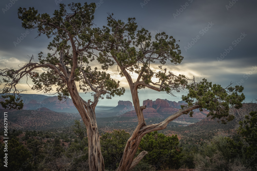 Contorted tree with a view of pictureseque mountains