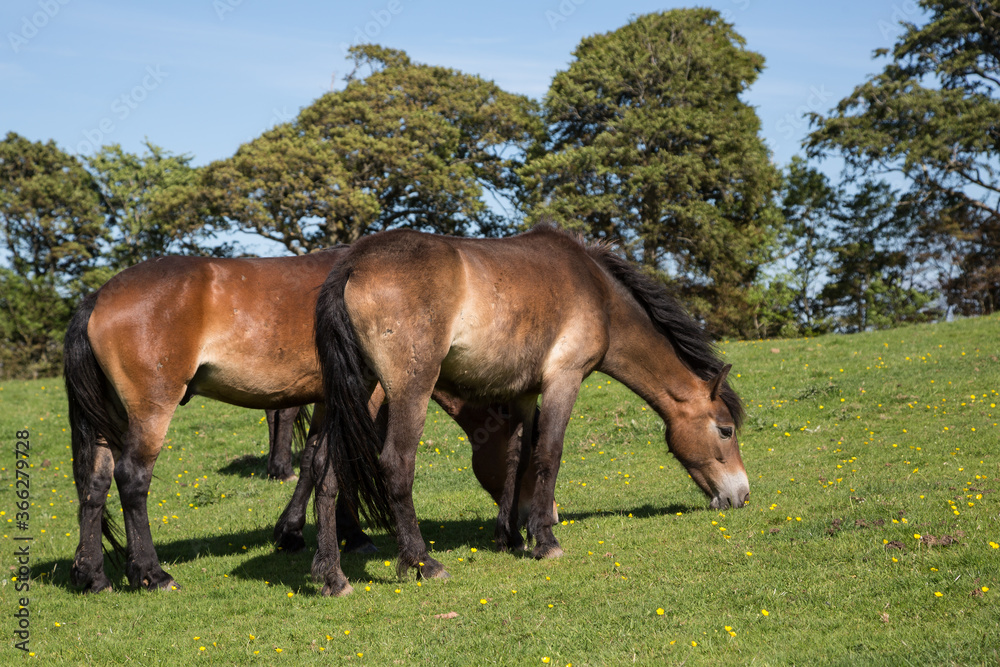 Exmoor ponies grazing on green pasture outside Dunster, Somerset UK Exmoor ponies grazing on green pasture outside Dunster, Somerset UK