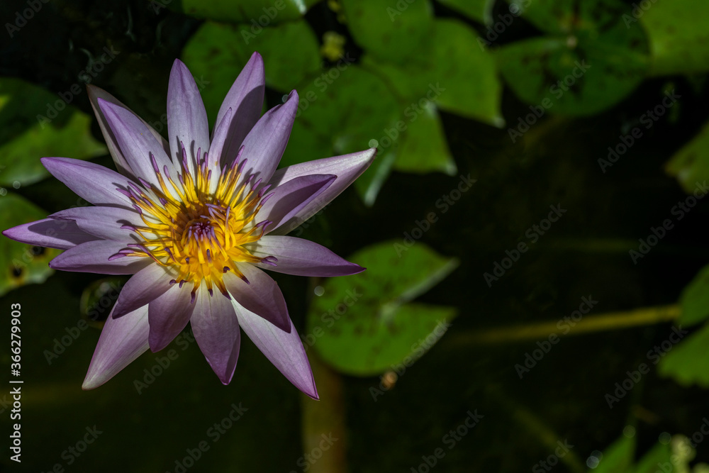 White pink tropical lotus or water lily flower is blooming in a garden with a small bee enjoy taking nectar. Closeup shot with dark tone background White pink tropical lotus or water lily flower is blooming in a garden with a small bee enjoy taking nectar. Closeup shot with dark tone background