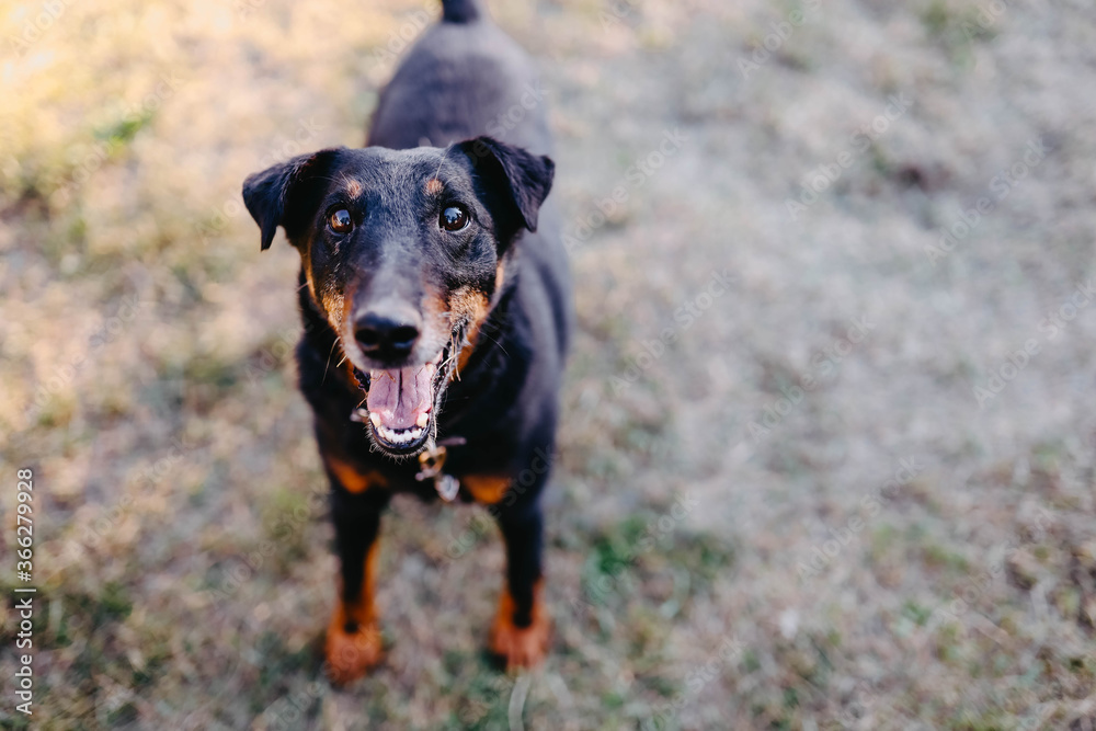 playful german jagdterrier on a walk in summer playful german jagdterrier on a walk in summer