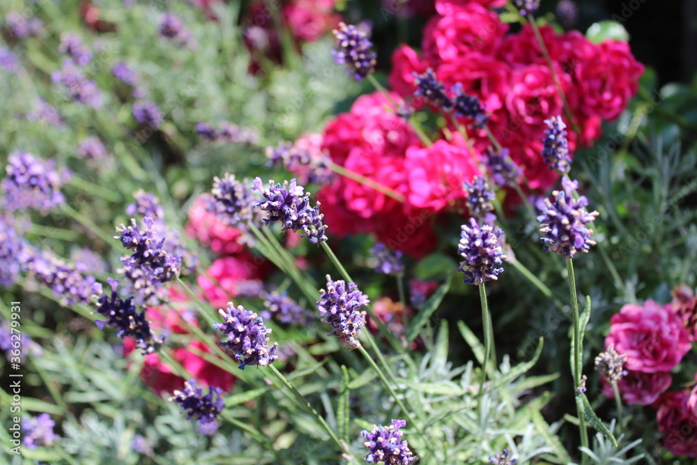 Obraz premium Lavendel und Rosen