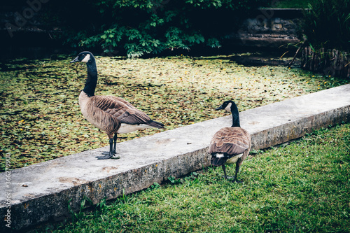 Volatile dans le parc photo