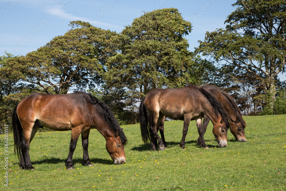 Exmoor ponies grazing on green pasture outside Dunster, Somerset UK Exmoor ponies grazing on green pasture outside Dunster, Somerset UK