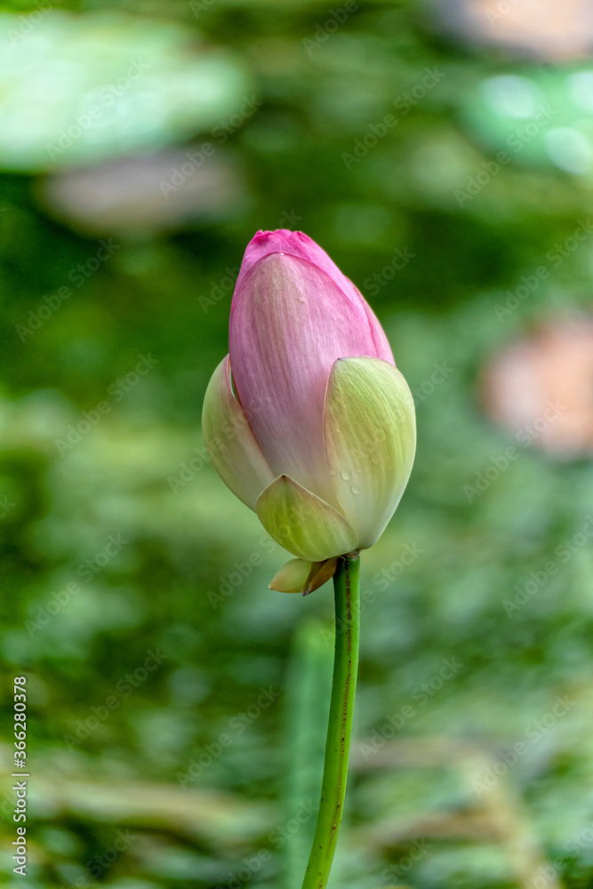 Orlando Lotus Flower Epcot