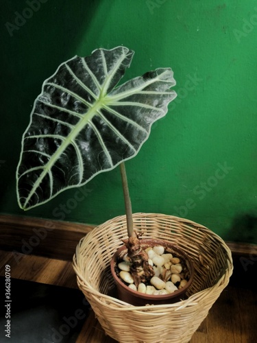fresh herbs in wicker basket
