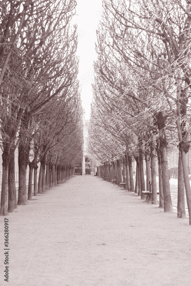 Trees in Park, Palais Royal; Paris; France