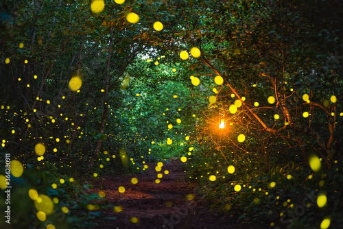 Firefly flying at night in the forest © songdech17