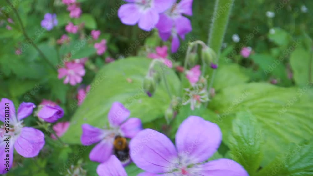 The black bee doing pollination on the flowers The black bee doing pollination on the flowers