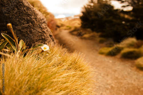 Einsame Blume am Wegesrand photo