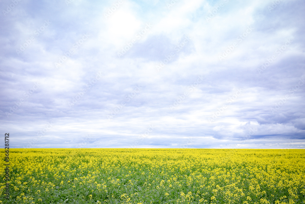 Canola field on overcast day with textured cloudy sky