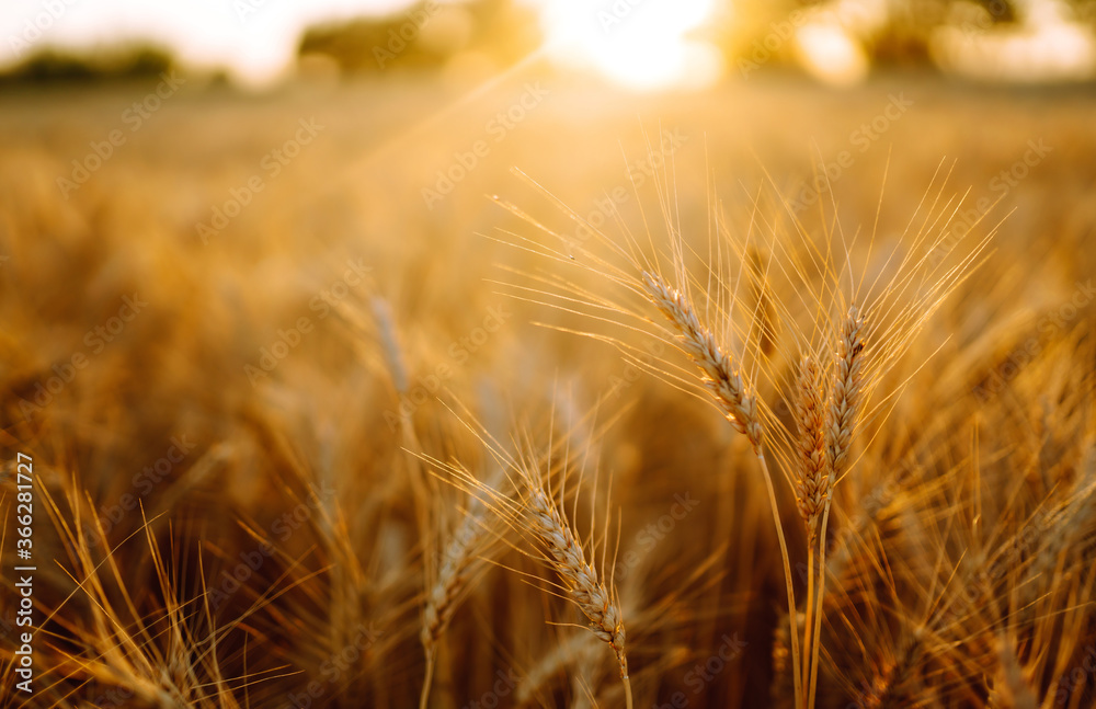 Fototapeta premium Gold wheat field. Rich harvest.