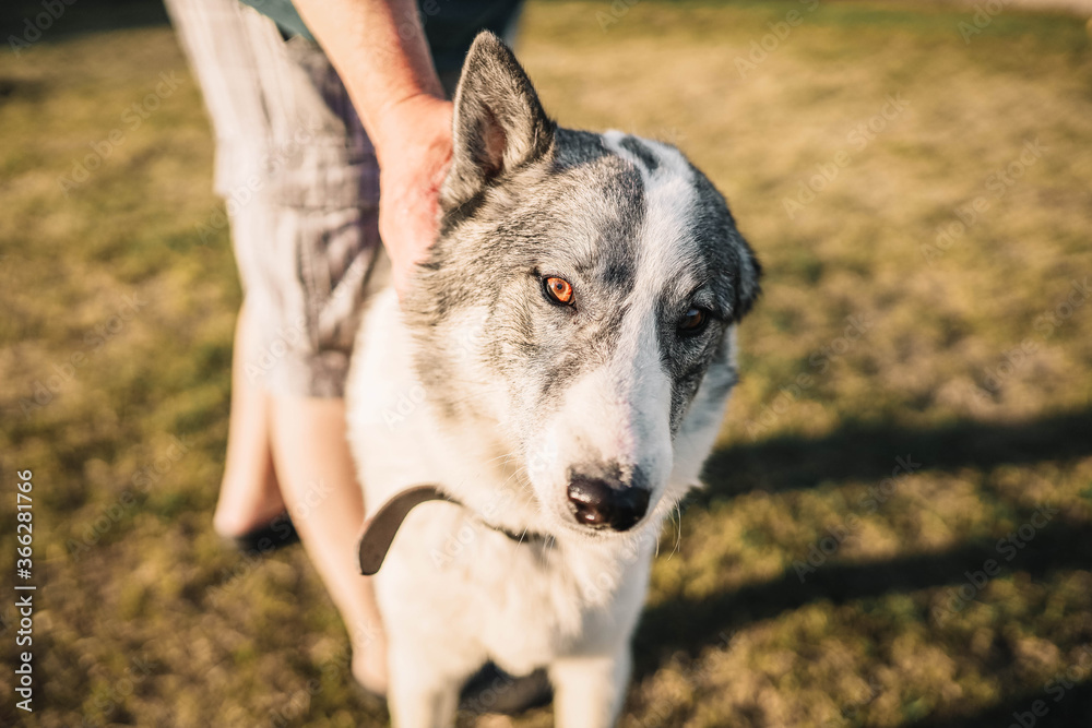 Siberian Laika is friends with a man on a walk in the summer.
Siberian Laika is friends with a man on a walk in the summer.