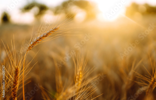 Gold wheat field. Rich harvest.