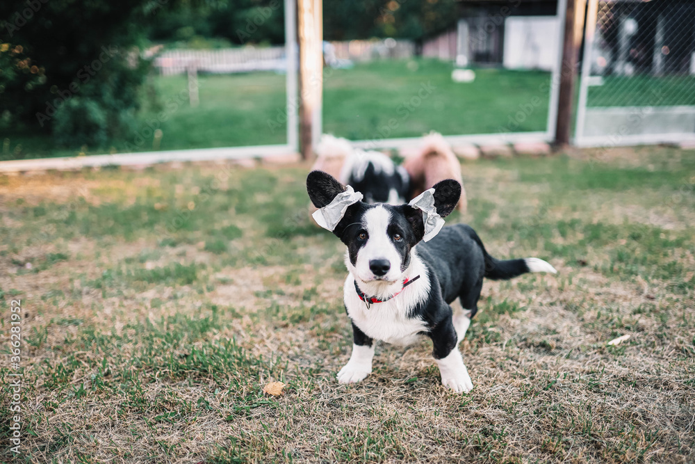 black and white welsh corgi pembroke puppy for a walk, ears glued. black and white welsh corgi pembroke puppy for a walk, ears glued.