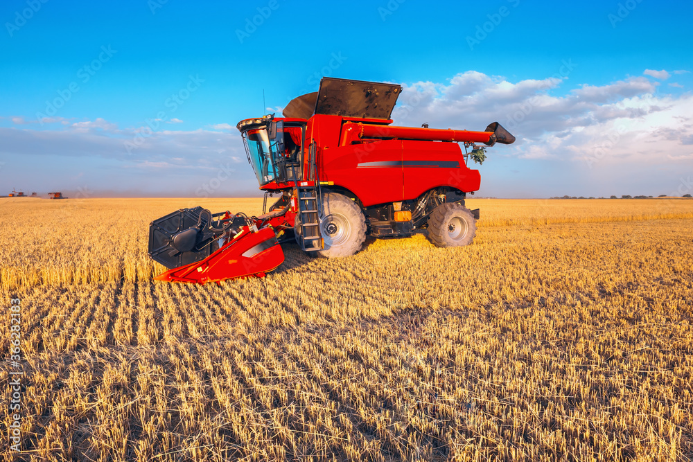Obraz premium Harvesting grain in the field, harvester close-up. Bright, summer, daytime landscape.