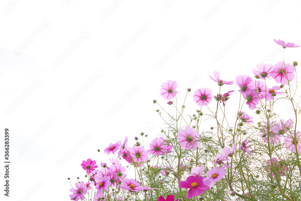 空背景のコスモスの花畑 空背景のコスモスの花畑