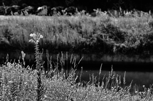 A meadow in the city center. Artistic look in black and white. photo