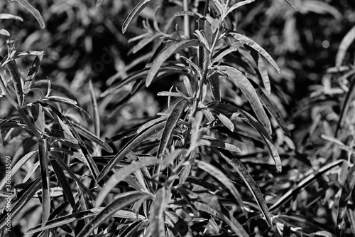 A meadow in the city center. Artistic look in black and white. photo