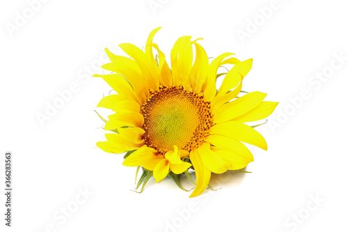 Beautiful single sunflower isolated on white background
