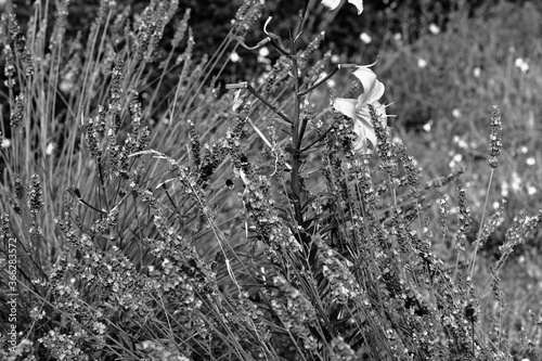 A meadow in the city center. Artistic look in black and white. photo