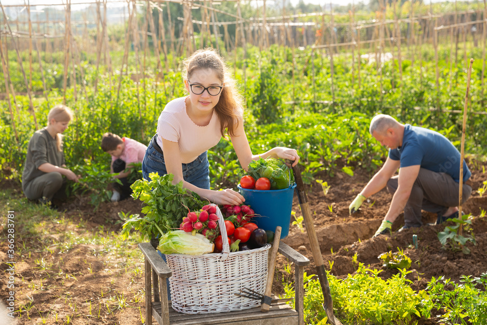 Fototapeta premium Girl posing with harvest of ripe vegetables on farm field