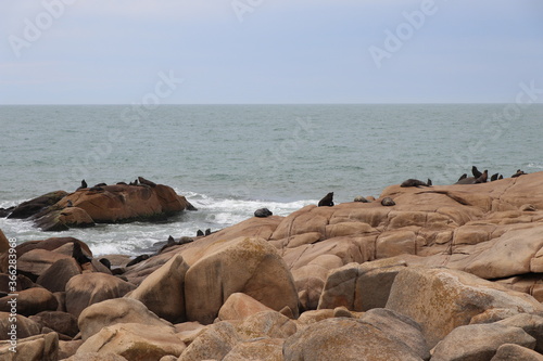 Fur seals basking on the rocks. Cabo Polonio environmental reserve. © Vlad Loschi